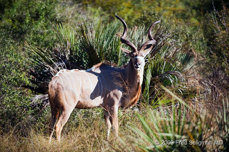 20090615_095129 D3 X1.jpg - Greater Kudu in characteristic 'looking-back' pose